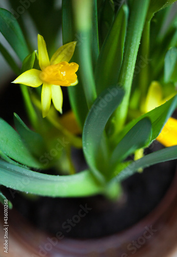 Yellow Narcissus flowers