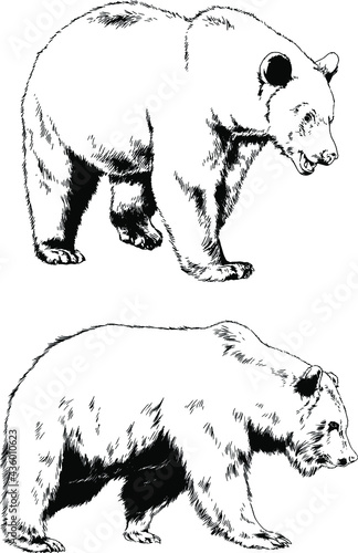 big brown grizzly bear drawn in ink by hand