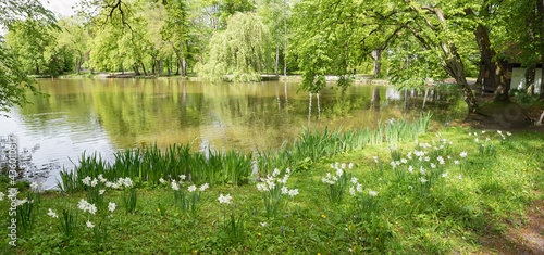 blooming narcissus at the shore of a pond, park landscape Bad Aibling, bavaria in spring photo