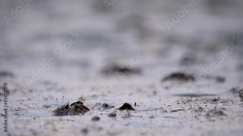 Cautious crabs with stalk eyes slowly move up from mud, wait some time then walk out. Tropical sea beach at low tide time, selective focus shot. Wild life of Phi Phi islands, Thailand photo