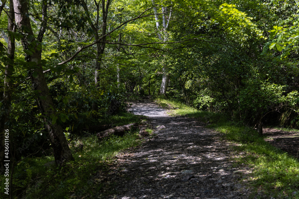 Obraz premium 森林