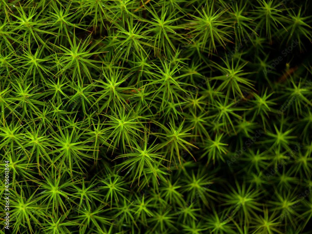 Green pattern formed by moss Green pattern formed by moss