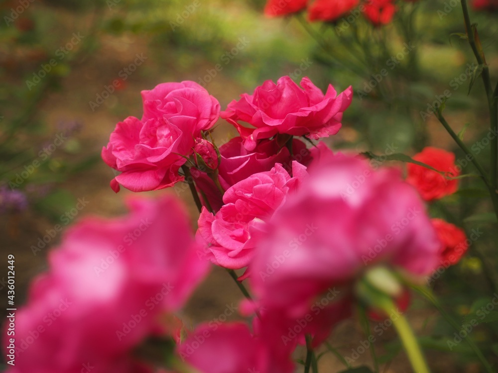 Close up of pink roses in the botanical garden