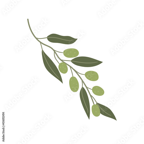 Illustration of an olive branch. Flat hand-drawn illustration. Isolated on white background.