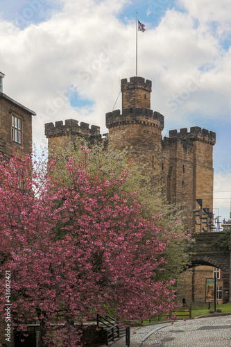 Cheery blossoms at Newcastle castle keep