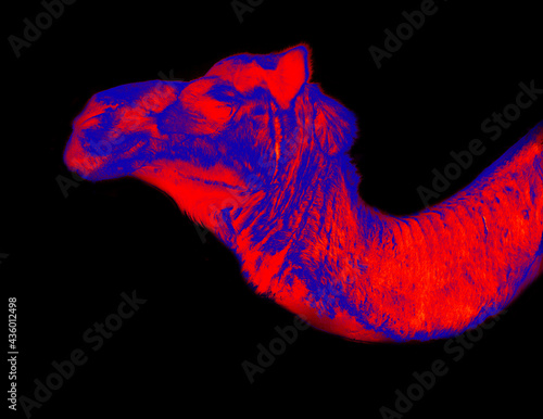 Camel dromader in scientific high-tech thermal imager on black background isolated