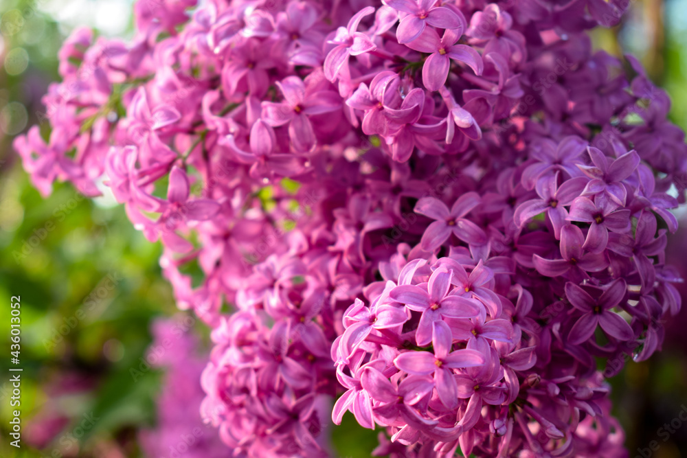 The bud of a flowering lilac bush in macro shooting The bud of a flowering lilac bush in macro shooting
