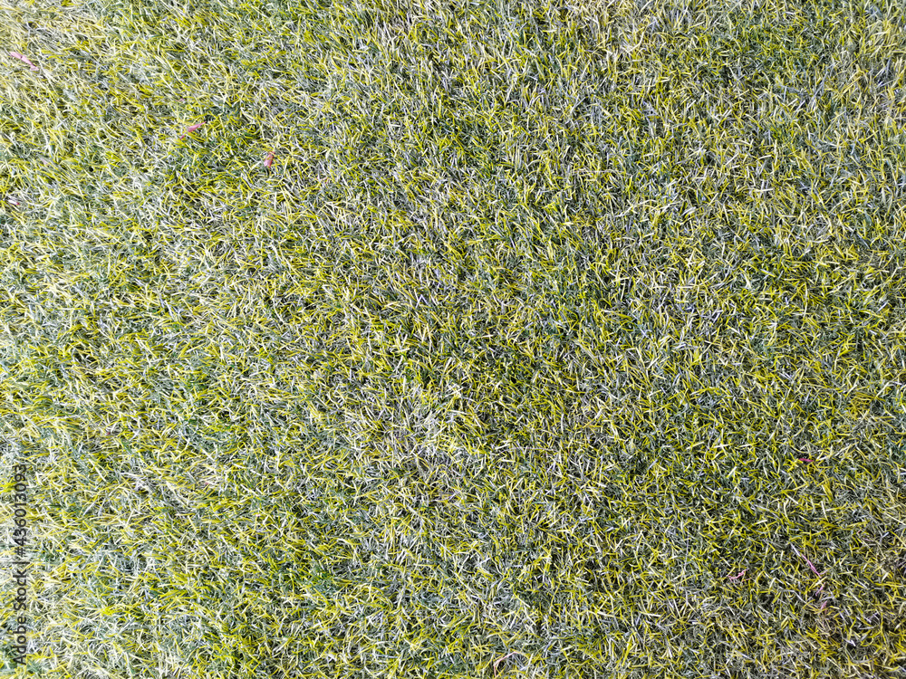 green moss background green moss background