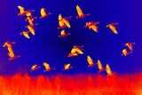 Forest bean goose subspecies (Anser fabalis fabalis) in flight on night background. Scanning the animal's body temperature with a thermal imager