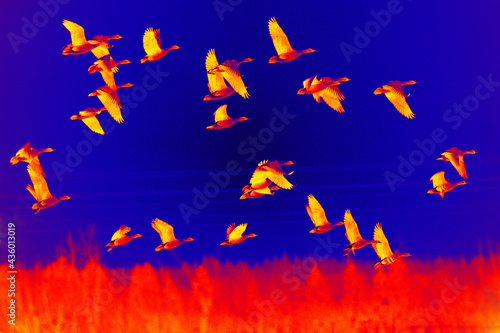 Forest bean goose subspecies (Anser fabalis fabalis) in flight on night background. Scanning the animal's body temperature with a thermal imager photo