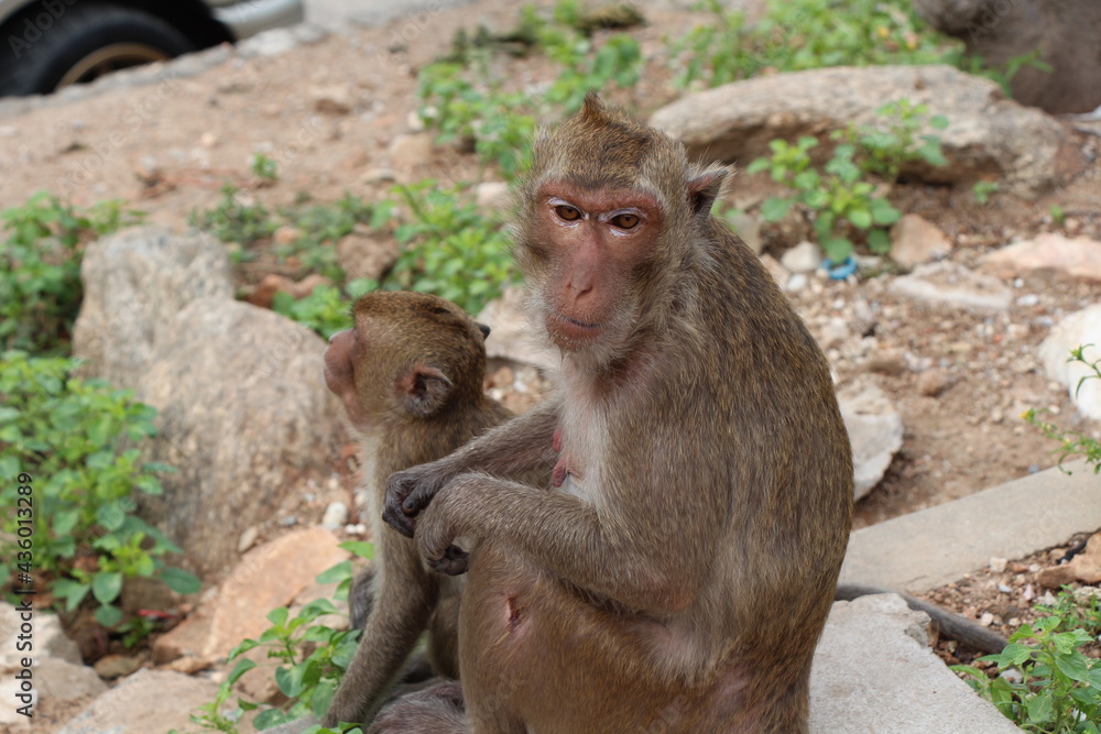 monkeys in thailand