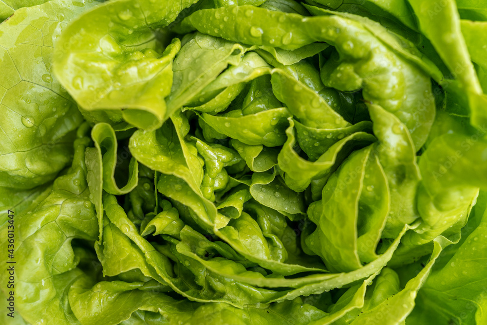 Frischer Salat nach dem Regen Frischer Salat nach dem Regen