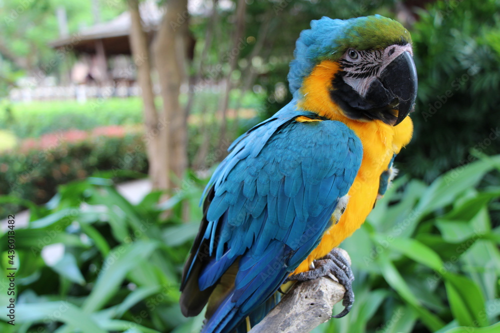 yellow blue parrot