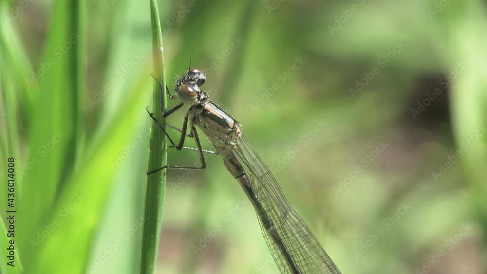 Macro of a dragonfly (Lestes Dryas) perched on a blade of grass swaying in a light breeze. Macro of a dragonfly (Lestes Dryas) perched on a blade of grass swaying in a light breeze.