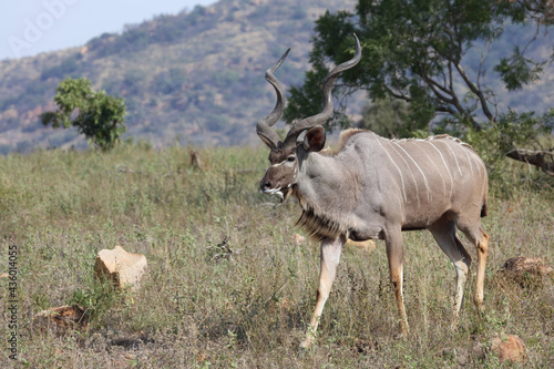 Gro  er Kudu   Greater kudu   Tragelaphus strepsiceros.