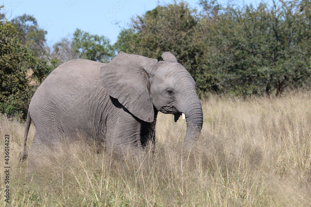 Afrikanischer Elefant / African elephant / Loxodonta africana... Afrikanischer Elefant / African elephant / Loxodonta africana...