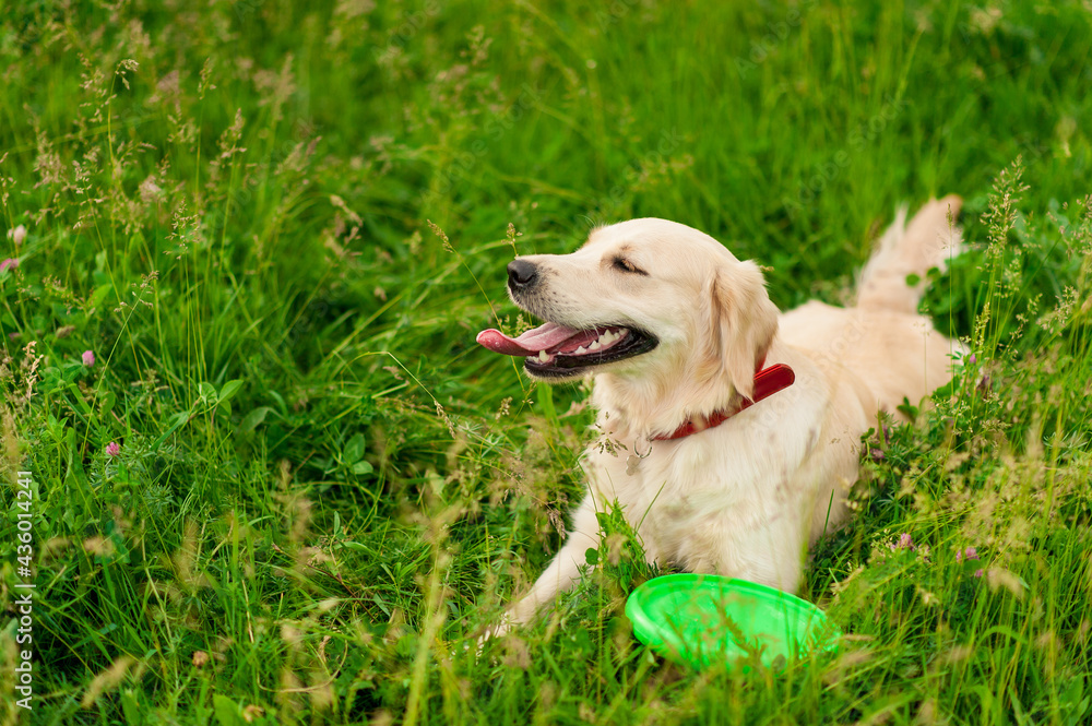 Cute white happy golden retriever dog in summer background