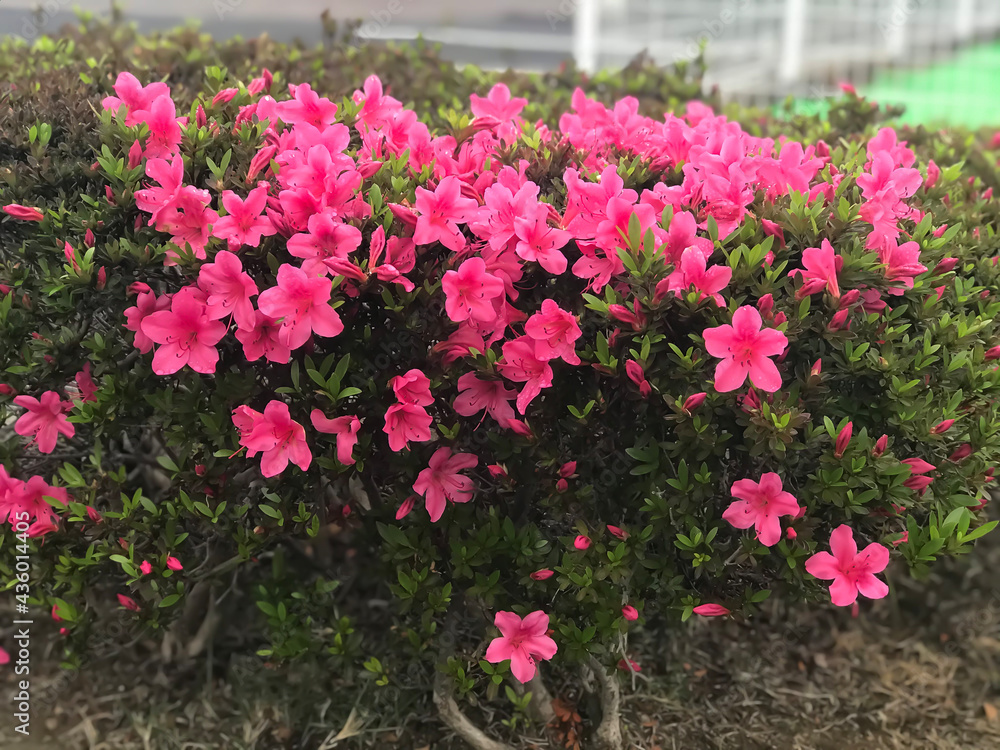 Fototapeta premium pink flowers in a garden