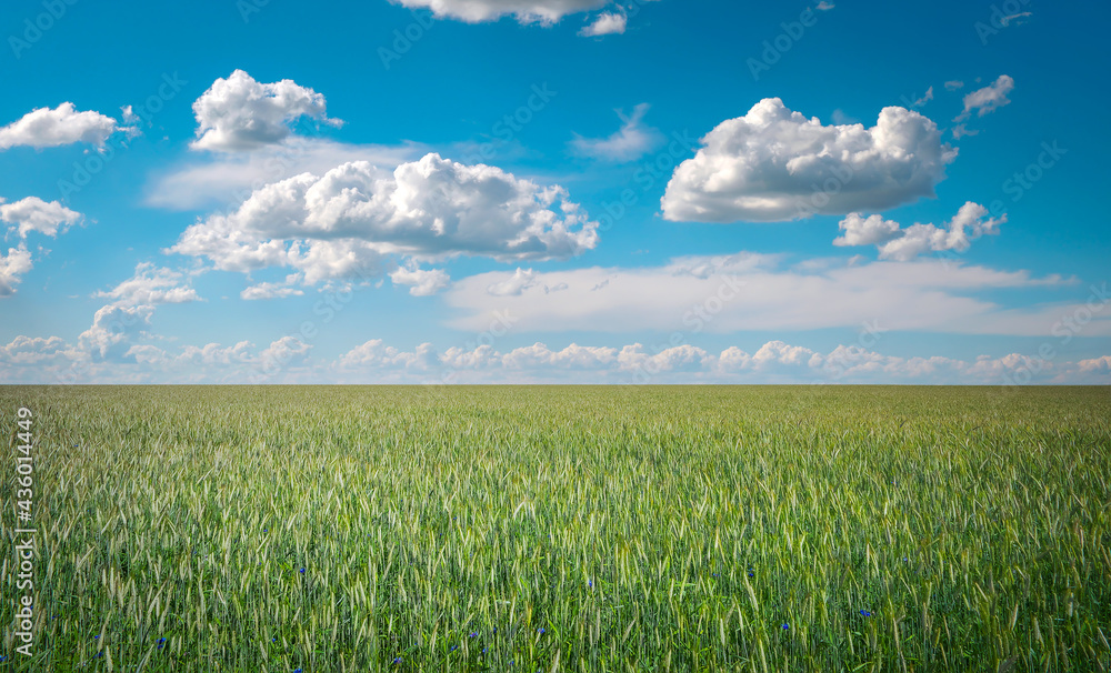 Beautiful landscape with field of rye and blue sky with clouds. Beautiful landscape with field of rye and blue sky with clouds.