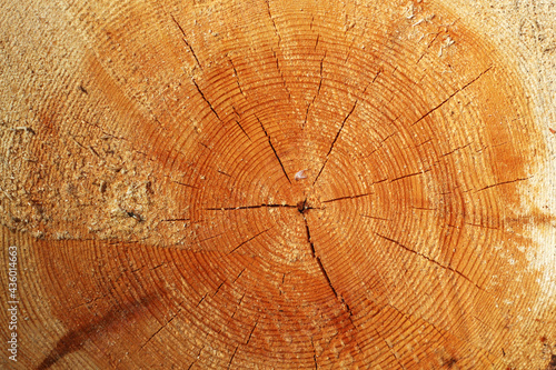 Cross-cut of a tree with annual rings. Background.
