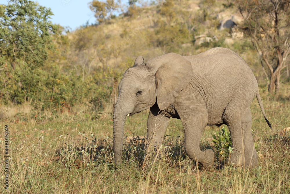 Fototapeta premium Afrikanischer Elefant / African elephant / Loxodonta africana.