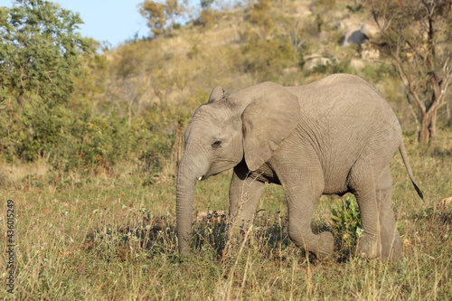 Afrikanischer Elefant   African elephant   Loxodonta africana.