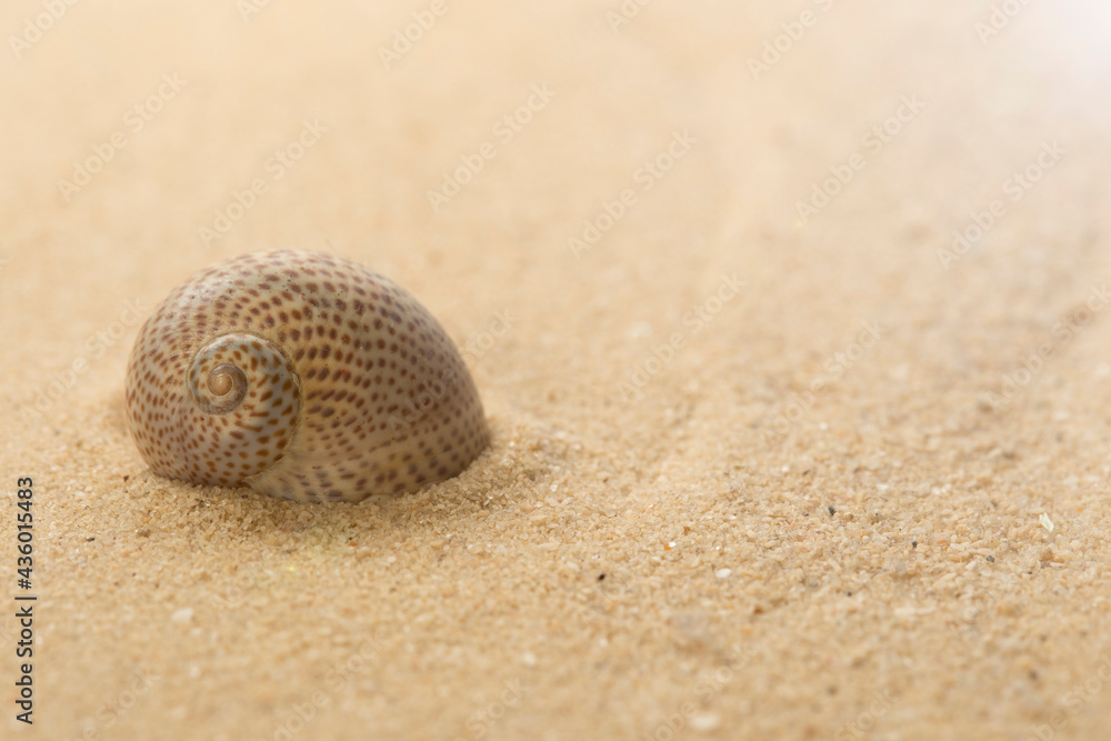 Sea snail shell on the mediterranean sandy beach