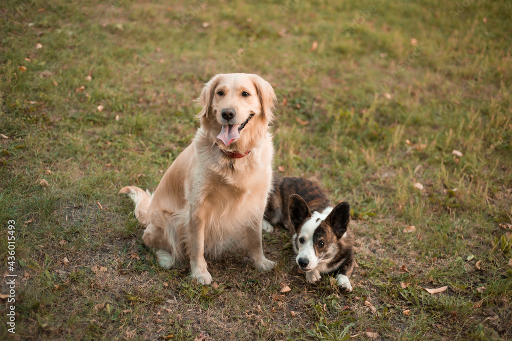 Funny faces of two dogs Welsh Corgi dog and golden retriever dog outdoors on grass