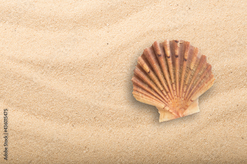 Top view of Mediterranean scallop, Pecten jacobaeus seashell on sand