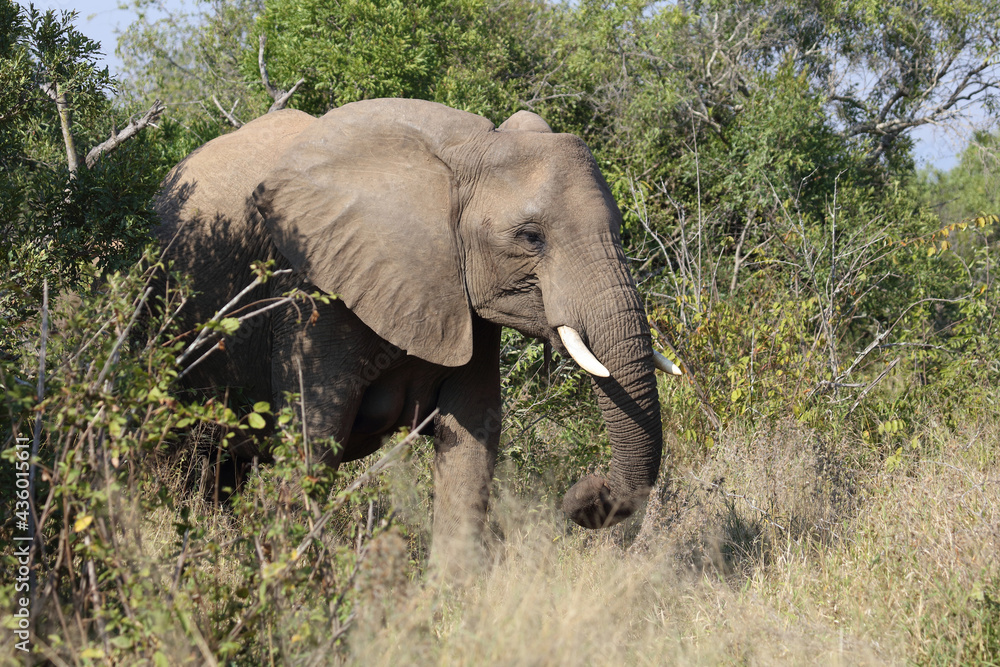 Fototapeta premium Afrikanischer Elefant / African elephant / Loxodonta africana