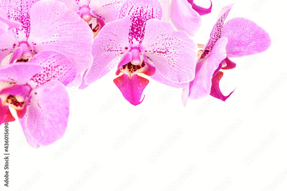 Orchid flower on white isolated background. Floral background template Orchid flower on white isolated background. Floral background template