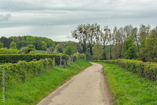 Hiking trail in a sloping landscape with grass  a hedge and green trees under a cloudy sky.