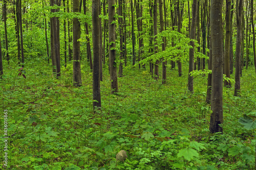 Tree trunks in a spring forest with the ground covered with green vegetation. Tree trunks in a spring forest with the ground covered with green vegetation.