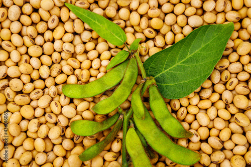 Fotografi Soy bean, close up