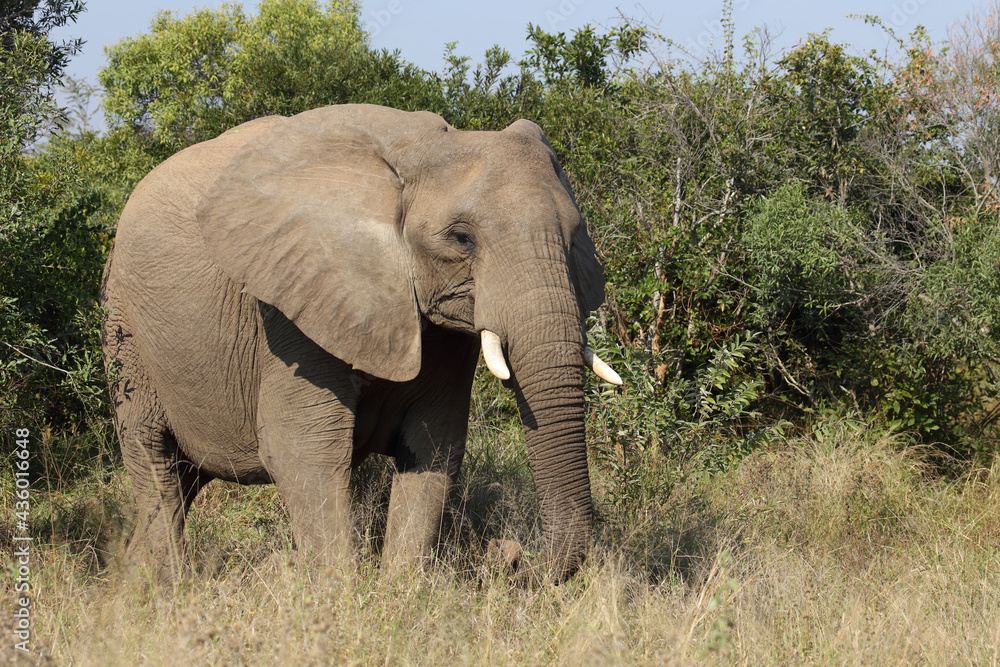 Afrikanischer Elefant / African elephant / Loxodonta africana Afrikanischer Elefant / African elephant / Loxodonta africana