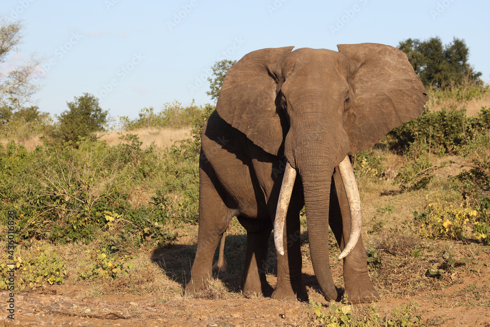 Obraz premium Afrikanischer Elefant / African elephant / Loxodonta africana