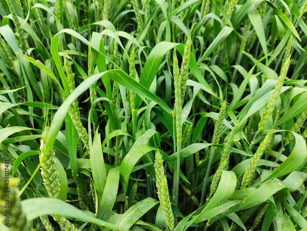 Young wheat field on a cloudy day, close up Young wheat field on a cloudy day, close up