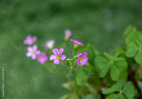 pink flowers in the garden