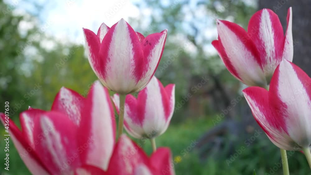 White and red blooming tulips in the garden against the blue sky White and red blooming tulips in the garden against the blue sky