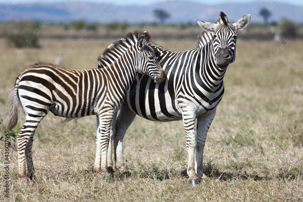 Steppenzebra / Burchell's zebra / Equus burchellii.... Steppenzebra / Burchell's zebra / Equus burchellii....