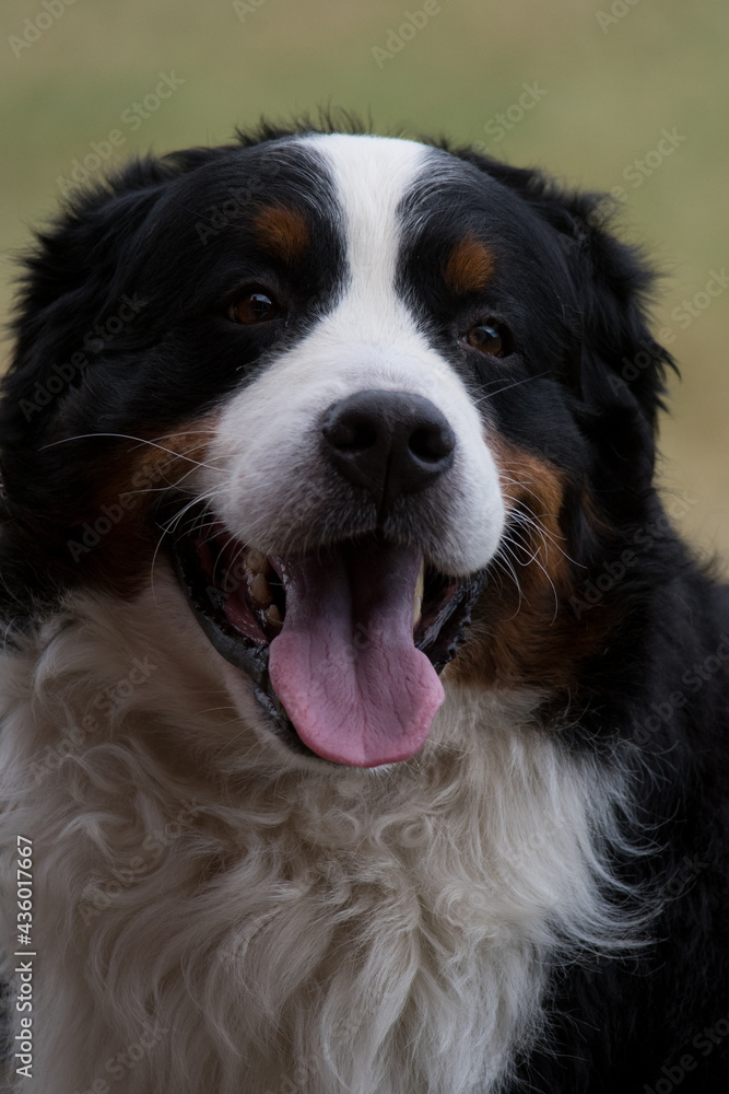 Bernese Mountain Dog head shot