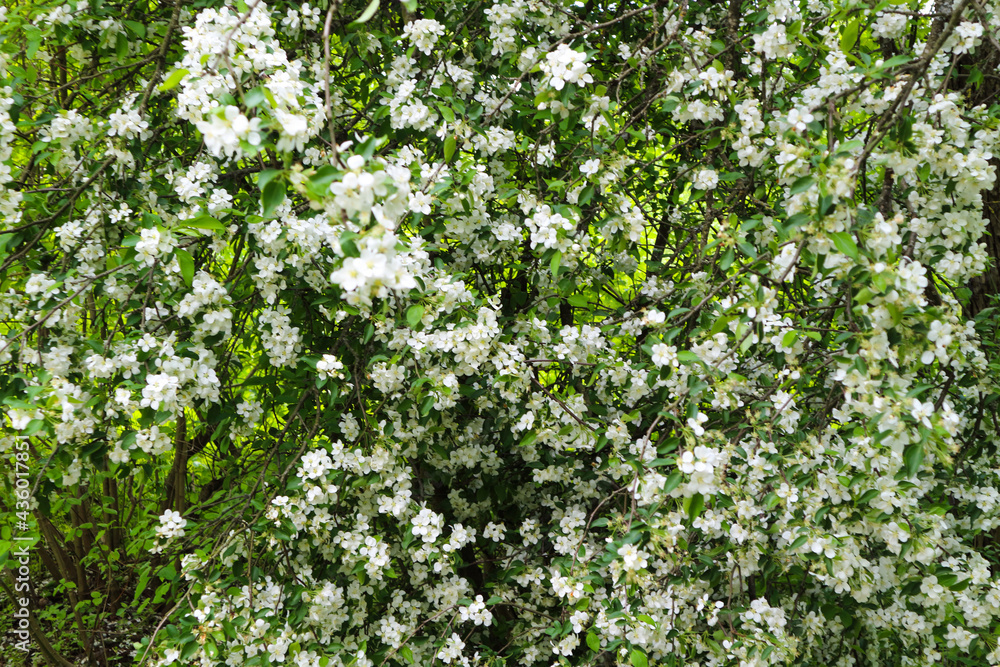 a blooming garden and white beautiful flowers a blooming garden and white beautiful flowers