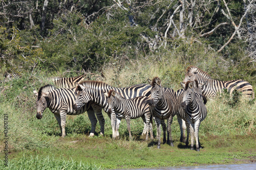 Steppenzebra   Burchell s zebra   Equus burchellii....