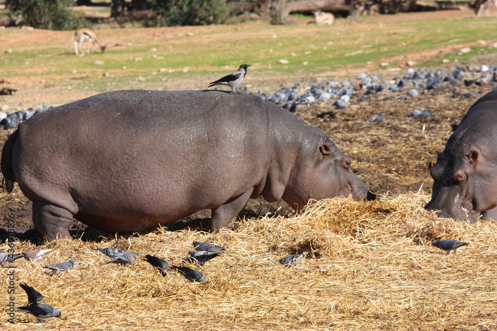 A hippopotamus (Hippopótamus amphíbius) eating hay in a safari of Israel A hippopotamus (Hippopótamus amphíbius) eating hay in a safari of Israel