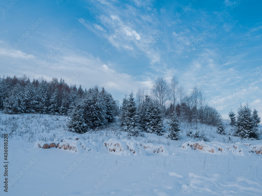 Fototapeta premium Firewood piled in the open air, covered with snow in a meadow, near a pine forest.