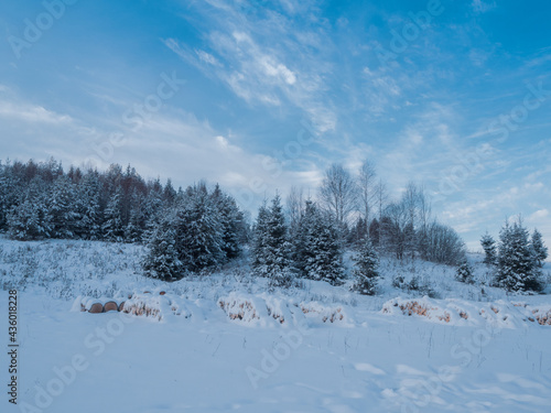 Firewood piled in the open air, covered with snow in a meadow, near a pine forest.