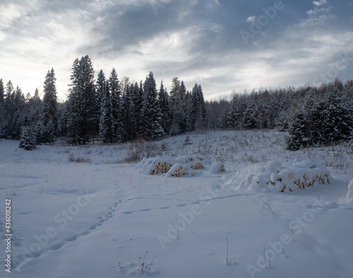 Firewood piled in the open air, covered with snow in a meadow, near a pine forest.