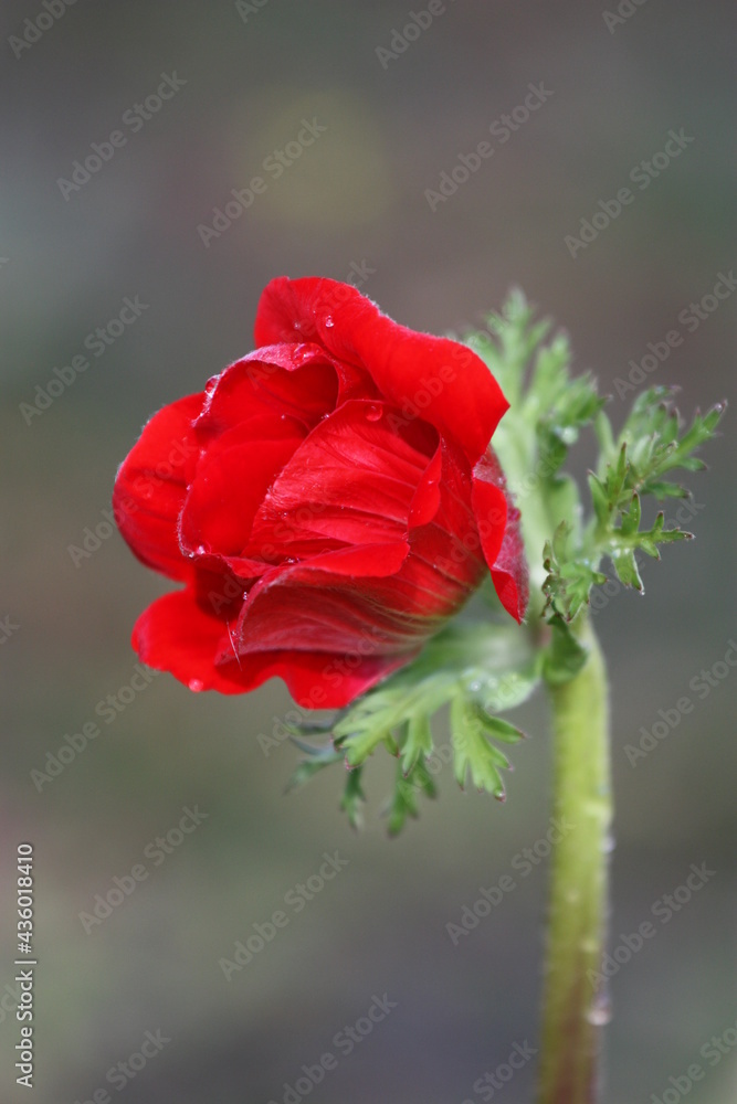 Obraz premium A beautiful poppy with morning dew on a green background