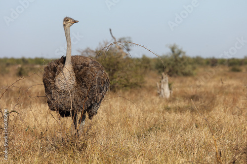 Strauß / Ostrich / Struthio camelus