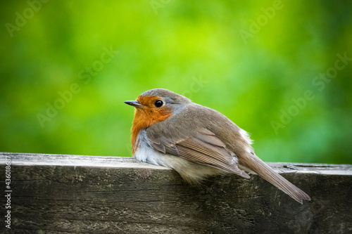 Robin resting on fence in English countryside